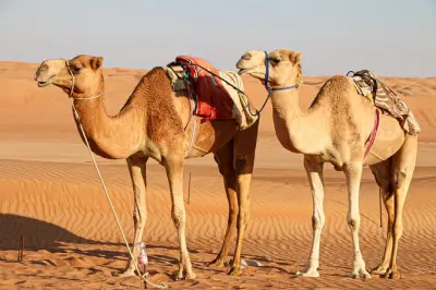 Wahiba Sands: Esperienza in tenda beduina con giro in cammello