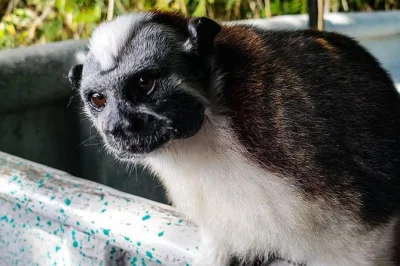 Meet monkeys on gatun lake, cruise the panama canal, and share a quiet moment in an indigenous village—small group tour with local guide and all fees included.