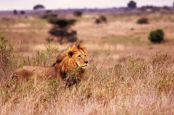 Safari à la réserve de Selous depuis Zanzibar, journée complète