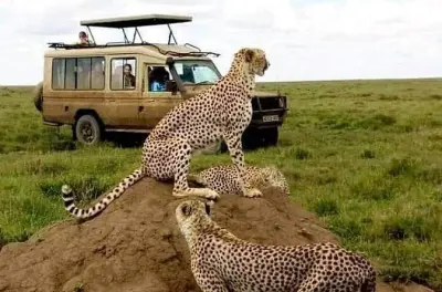 3-Tage Serengeti Safari: Big Five in Tansanias Top-Parks