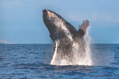 Kona Coast Whale Watch: Humpback Whales Guaranteed