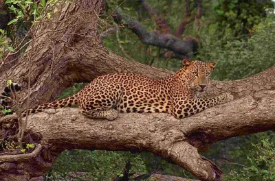 Safari al parco di Yala per vedere i leopardi in piccolo gruppo