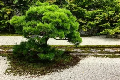 Descubre los jardines de nanzen-ji en kioto con un diseñador de paisajes local, conoce las historias detrás del arte zen y recorre los templos en un grupo pequeño con guía experto.