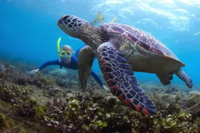 Snorkeling a Snoopy Island con kayak e paddleboard
