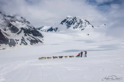 Survolez seward en hélicoptère jusqu’au glacier godwin, faites une balade en traîneau avec des huskies d’alaska et câlinez de vrais chiots. vol, guide musher et moments dans la neige inclus.