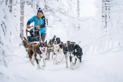 Private Huskyschlittenfahrt ab Tromsø: Steuern Sie Ihr eigenes Team