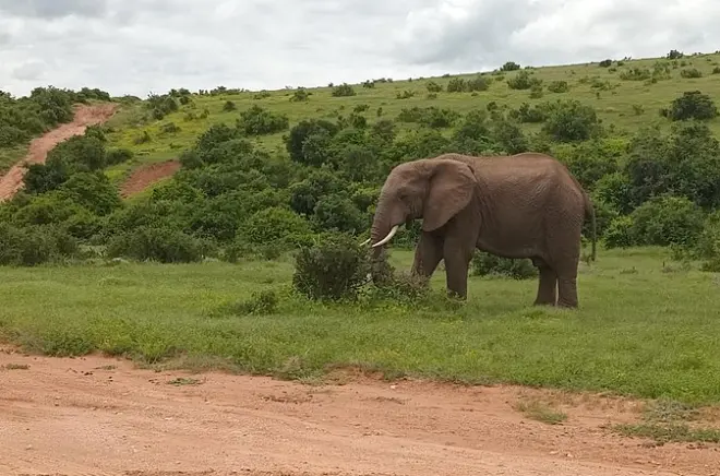 Parque nacional Addo Elephant: Avistamiento de animales desde tu asiento