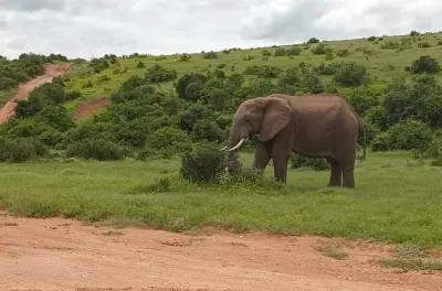 Parque nacional Addo Elephant: Avistamiento de animales desde tu asiento
