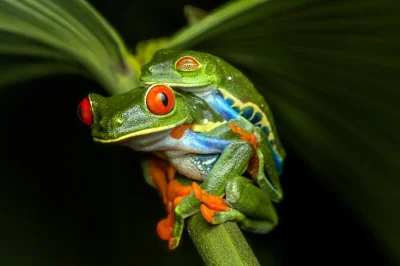 Scopri la foresta tropicale di la fortuna al buio: ascolta i richiami delle rane, avvista bradipi e percorri sentieri nascosti con una guida. include passeggiata notturna e ingressi.