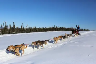 1-Hour Winter Dog Sledding in Fairbanks: Mush with Huskies