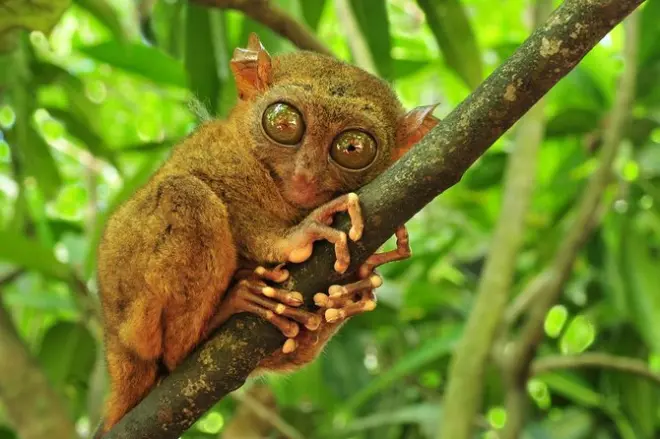 Bohol Day Trip from Cebu: Chocolate Hills, Tarsiers & Cruise