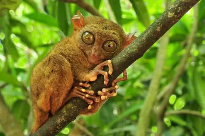 Bohol ab Cebu: Chocolate Hills, Tarsier und Flusskreuzfahrt erleben