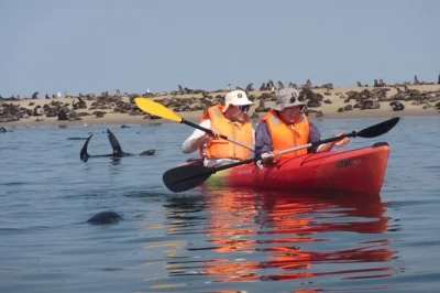 Seal pups splash beside your kayak at pelican point, walvis bay. paddle with a local guide, enjoy brunch after, and watch namibia’s wild coast wake up.
