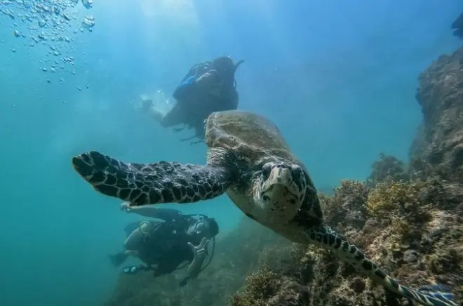 Plongée aux îles Marietas : 2 plongées à Sayulita