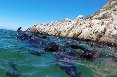 Observation des phoques en bateau à Plettenberg Bay : 6 000 phoques
