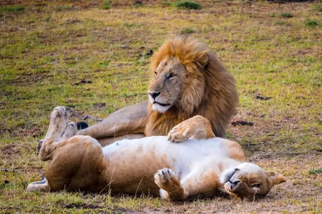 Akagera Safari ab Kigali: Ganztägige Big-Five-Tierbeobachtung