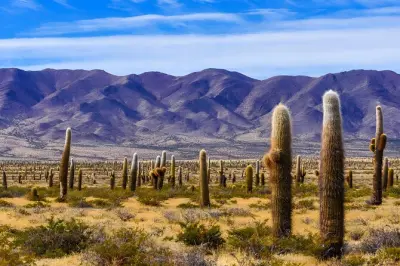 Tour de dia inteiro de Salta a Cachi e parque nacional Los Cardones