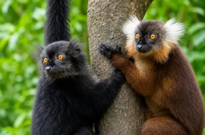 Tour di 3 giorni a Nosy Be: Mercato, lemuri, tartarughe marine