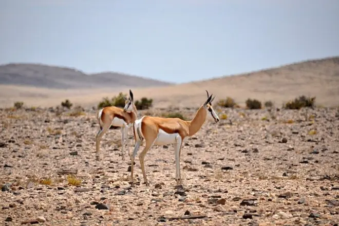 Namib-Wüste: Wildlife-Fototour mit Mittagessen