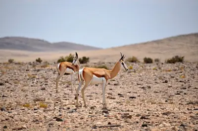 Deserto del Namib: Fotografia fauna selvatica e pranzo incluso