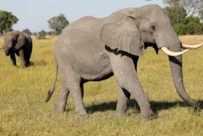 Erlebe das wilde afrika im pilanesberg, entdecke die big five im offenen jeep, genieße den austausch mit deinem guide und ein leckeres mittagessen – abholung inklusive.