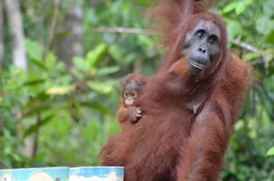 Gita a Tanjung Puting da Kumai con crociera sul fiume klotok