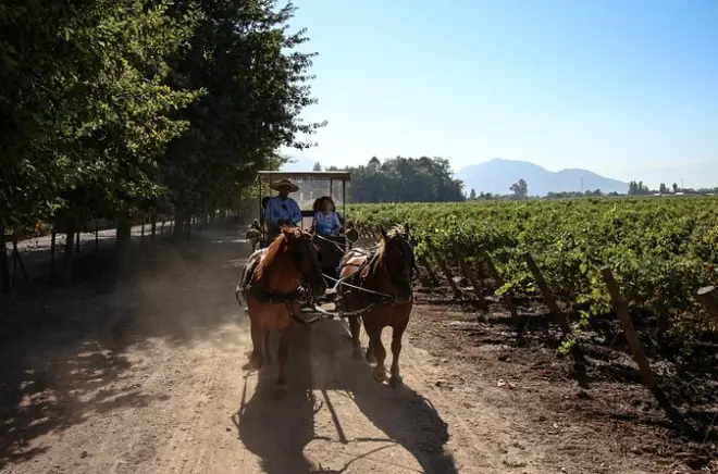 Colchagua Valley wine tasting tour from Santiago: Two wineries