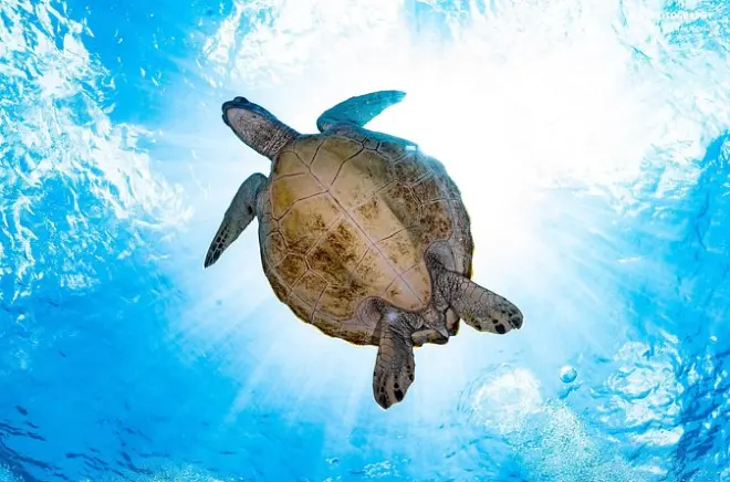Certification plongée open water en 3 jours à Pemuteran