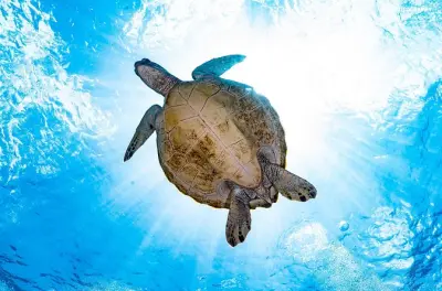 Certification plongée open water en 3 jours à Pemuteran