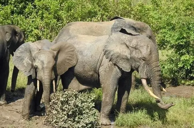 Safári de 2 dias no Parque Nacional Mole saindo de Accra: Elefantes