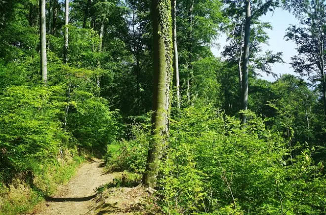 Medvednica hiking tour Zagreb: Private guide to Sljeme peak