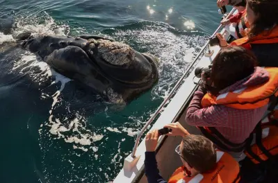 Peninsula Valdés desde Puerto Madryn con opción de avistar ballenas