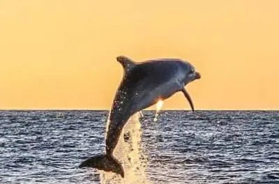 Delfine bei Sonnenuntergang ab Poreč beobachten und schwimmen sehen