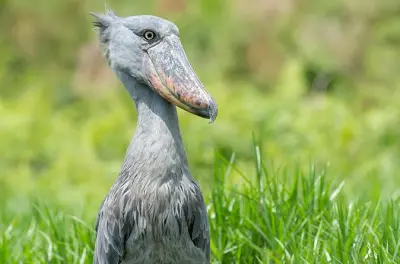 Mabamba em Entebbe: Aviste o raro marabu na natureza selvagem