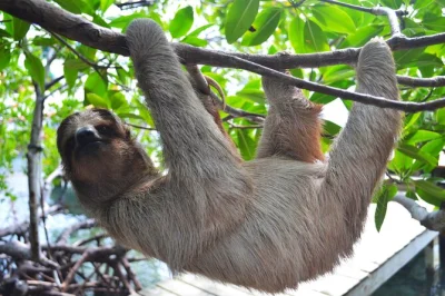 Feel the warmth of roatan as you meet monkeys and sloths up close, then relax on a quiet beach—includes sanctuary entry, transport, and local guidance.