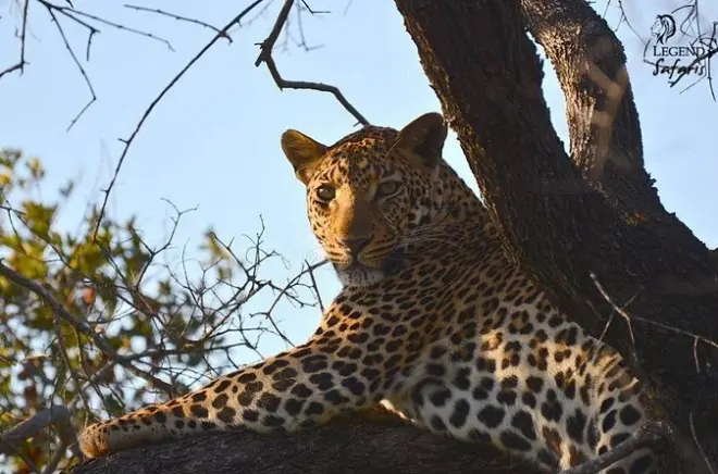 Safari mattutino nel parco Kruger con guida esperta, mezza giornata
