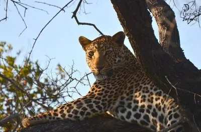 Safari en Kruger: Mañana de medio día con guía profesional