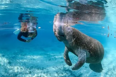 Snorkeling with manatees in Crystal River: Guided swim