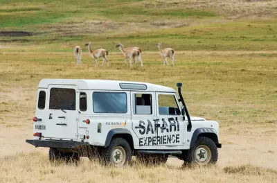 Safari faune sauvage en 4x4 dans la steppe patagonienne à El Calafate