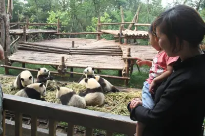 Base di ricerca panda di Chengdu: Oltre 80 panda giganti