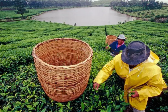 Black River Tee-Tour: Süden von Mauritius mit Fabrikverkostung
