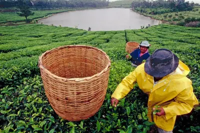 Black River Tee-Tour: Süden von Mauritius mit Fabrikverkostung