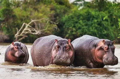 Akagera Nationalpark Safari: Big Five & Bootstour auf dem See