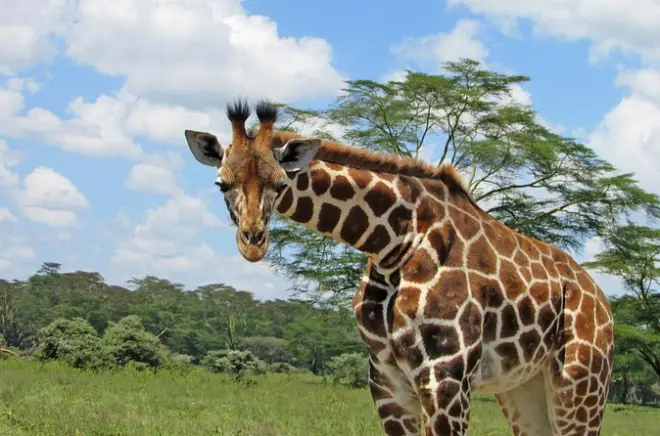 Safari no lago Nakuru com flamingos e rinocerontes, saindo de Nairobi