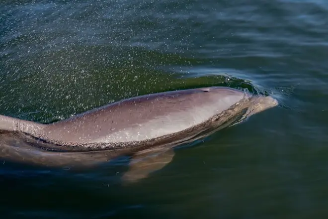 Canaveral National Seashore: Kayak e fauna all’alba