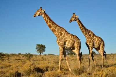 Descubra um safari de meio dia perto de durban: chegue pertinho dos elefantes, aviste rinocerontes na reserva tala e aproveite o transporte com guia local.