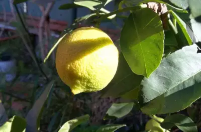 Capo Market cooking class Palermo: Sicilian dishes & limoncello