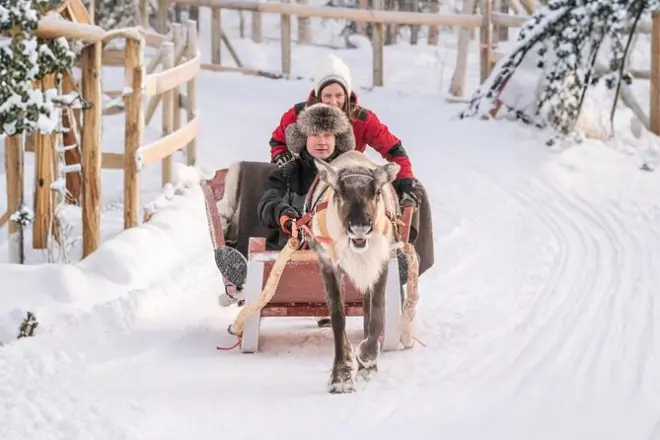 Reindeer Sled Ride Rovaniemi: Sámi Heritage & 2.5 km Sleigh
