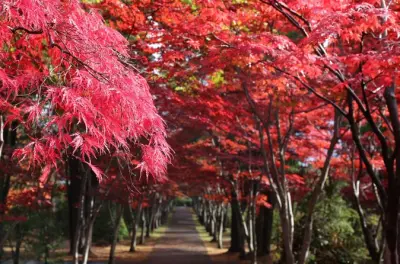 Tour privato in auto a Sapporo: Cimitero Takino e santuario Hokkaido