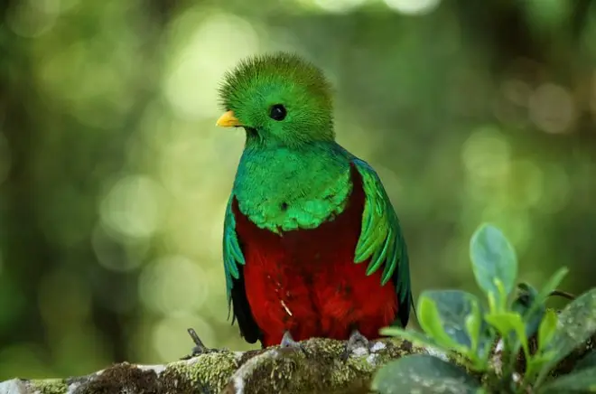 Private Guided Walk to Monteverde Cloud Forest Preserve